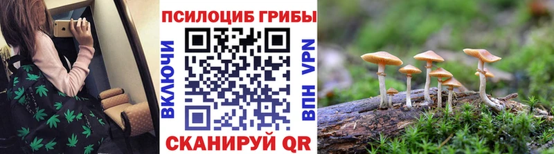 Галлюциногенные грибы Psilocybe  Елец 